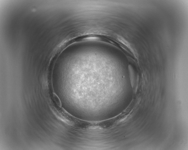 X0000066090203200603101215