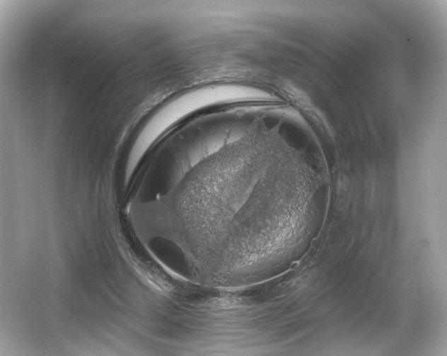 X0000066090250200603101213