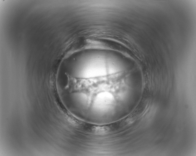 X0000066090277200603101214