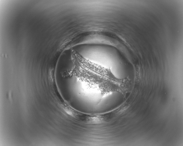 X0000066090286200603101214