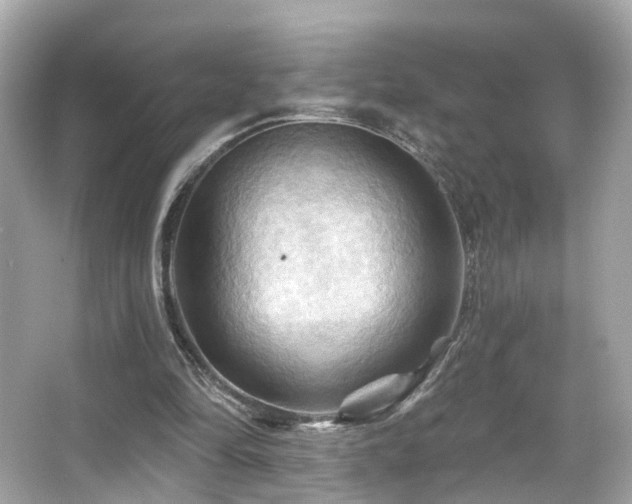 X0000066090294200603101213