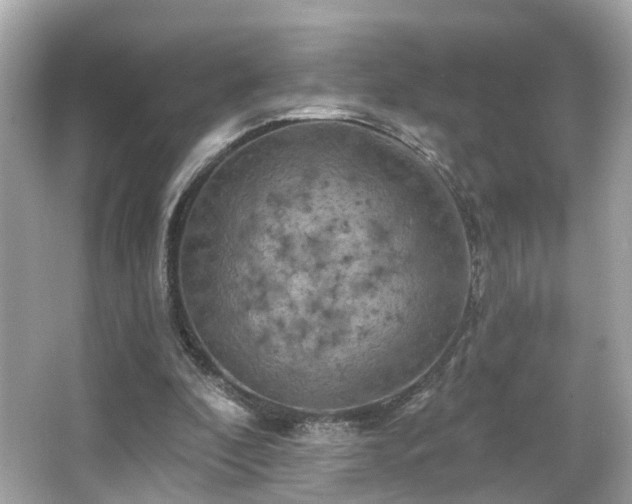 X0000066090296200603101213