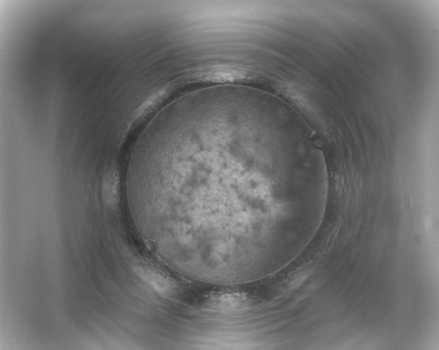 X0000066090304200603101213