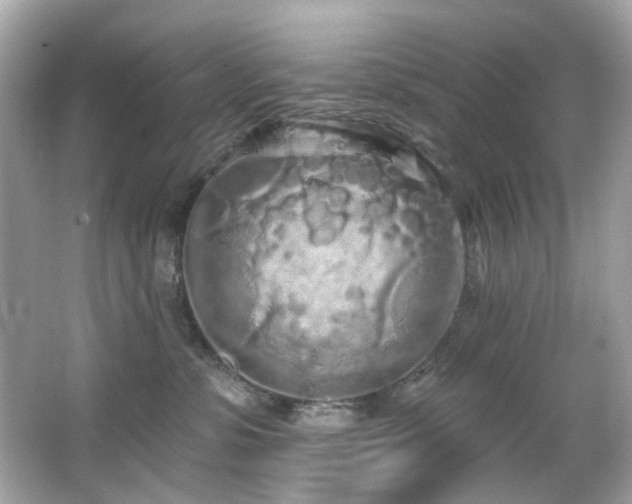 X0000066090331200603101212