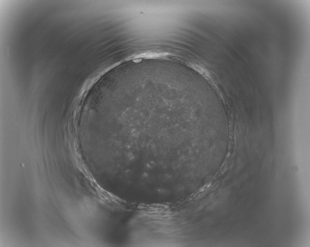 X0000066090337200603101211