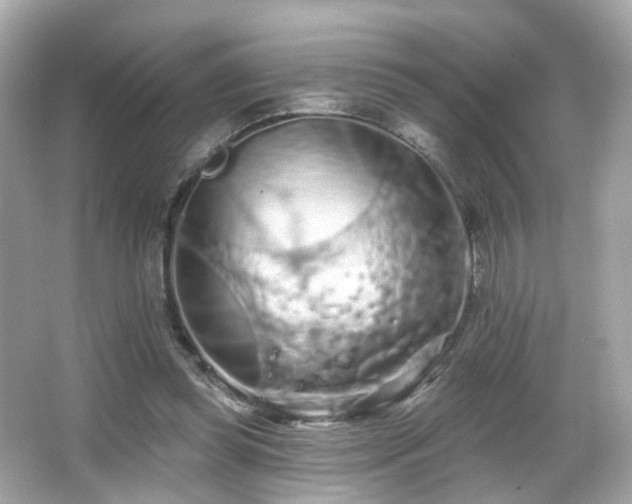 X0000066090349200603101212