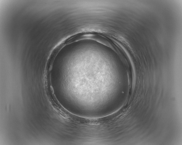 X0000066090388200603101211