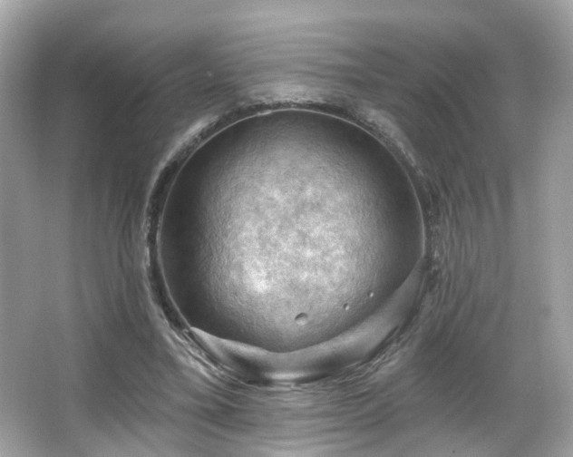 X0000066090395200603101211