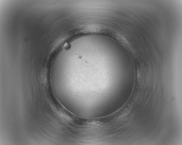 X0000066090396200603101211