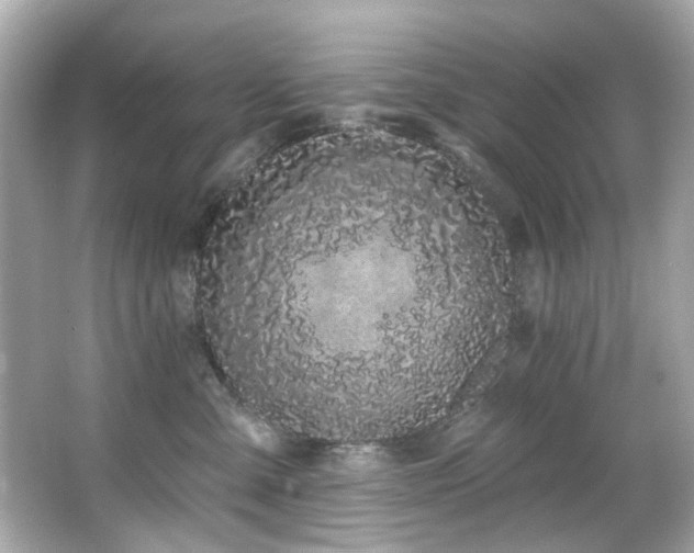 X0000066090427200603101211