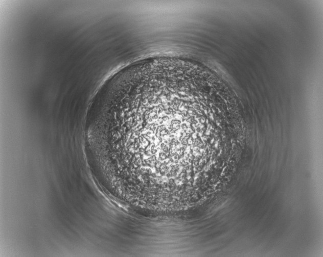 X0000066090434200603101210