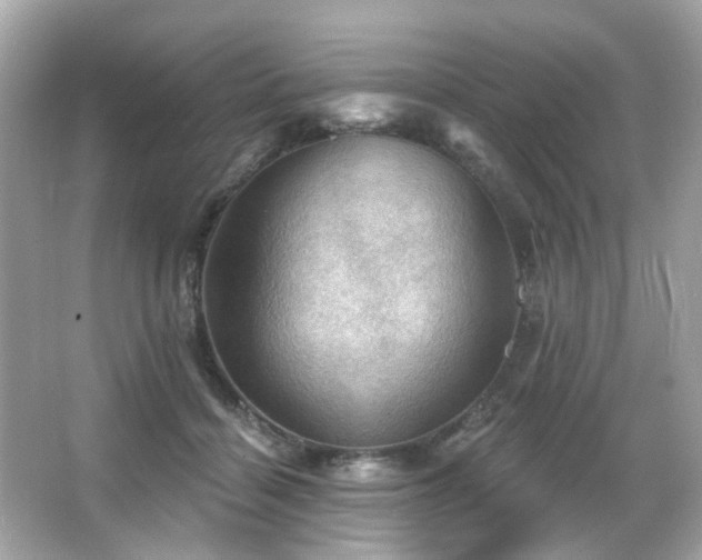 X0000066090460200603101210