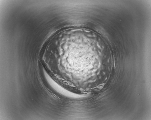 X0000066090483200603101210