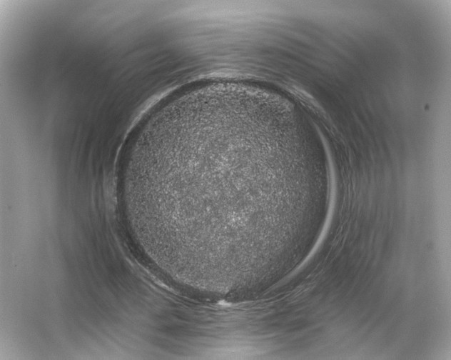 X0000066090484200603101210