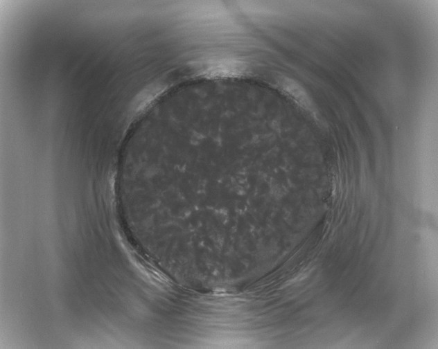 X0000066090491200603101210