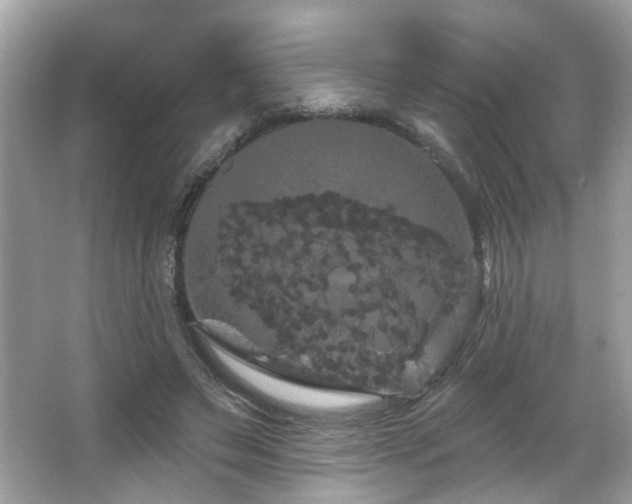 X0000066090495200603101210