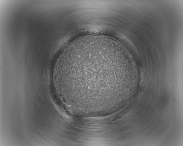 X0000066090496200603101210