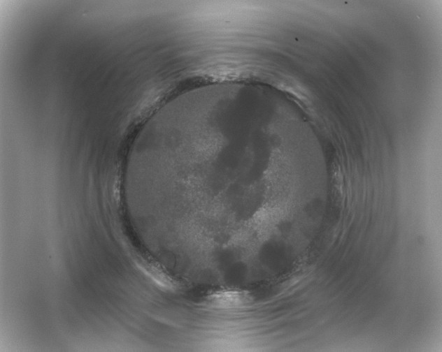 X0000066090499200603101210