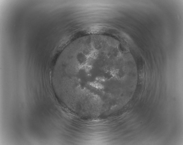 X0000066090503200603101209