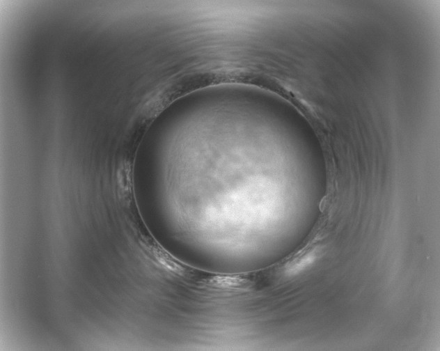 X0000066090528200603101209