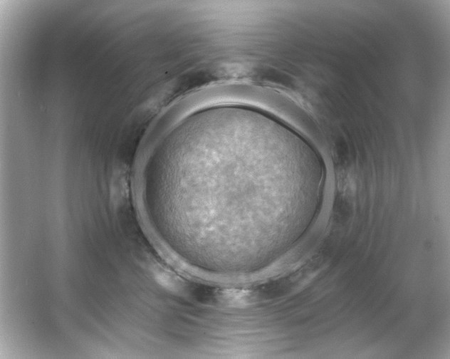 X0000066090570200603101209