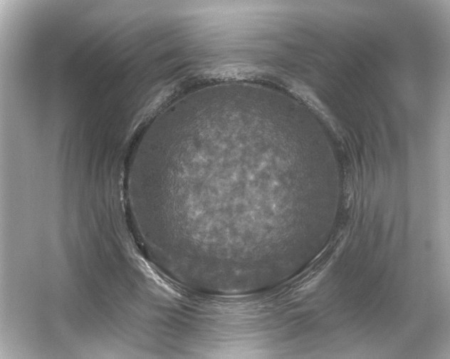 X0000066090585200603101208