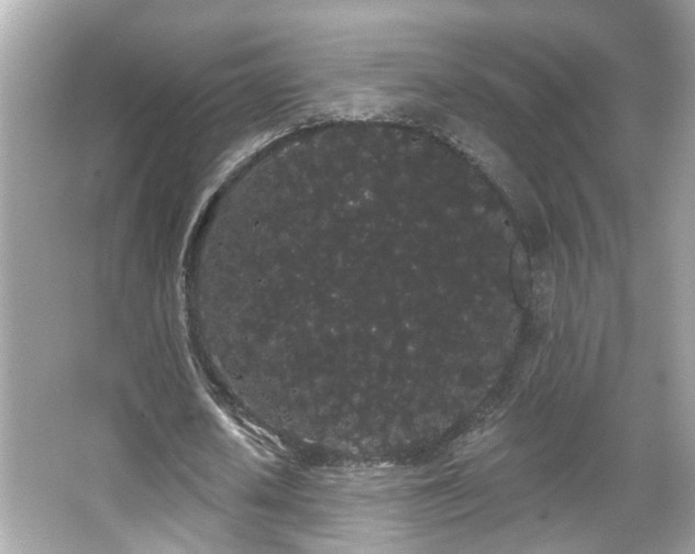 X0000066090626200603101207