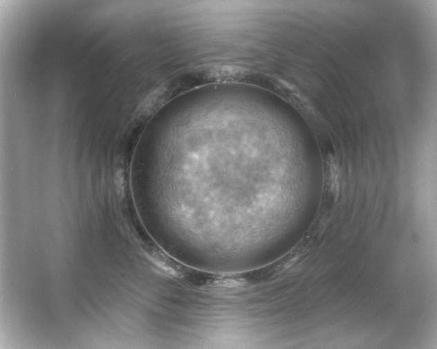 X0000066090716200603101206