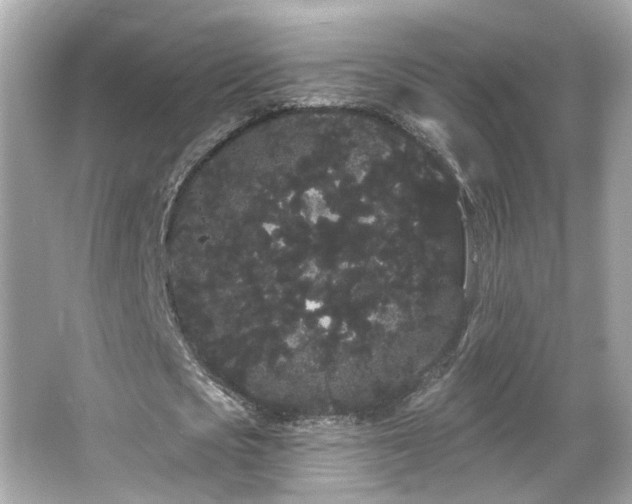 X0000066090721200603101205