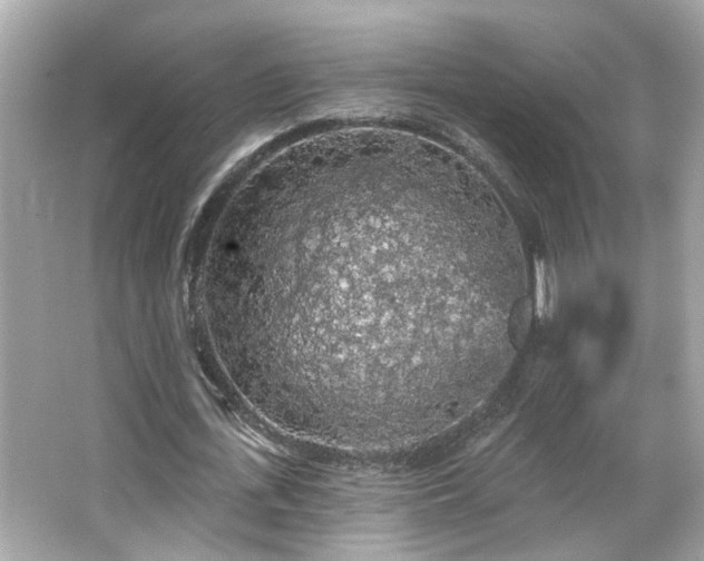 X0000066090723200603101205