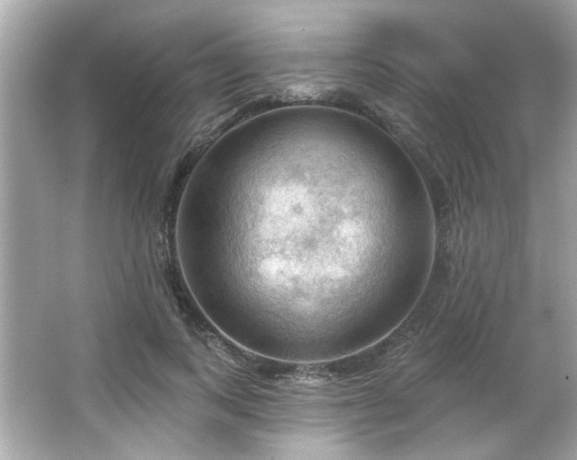 X0000066090743200603101205