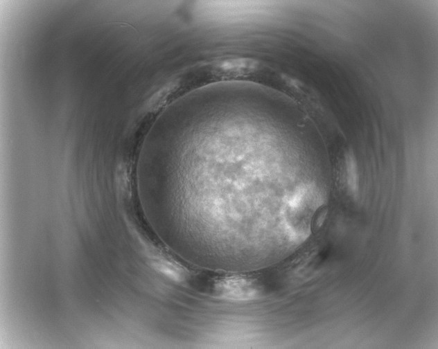 X0000066090759200603101206