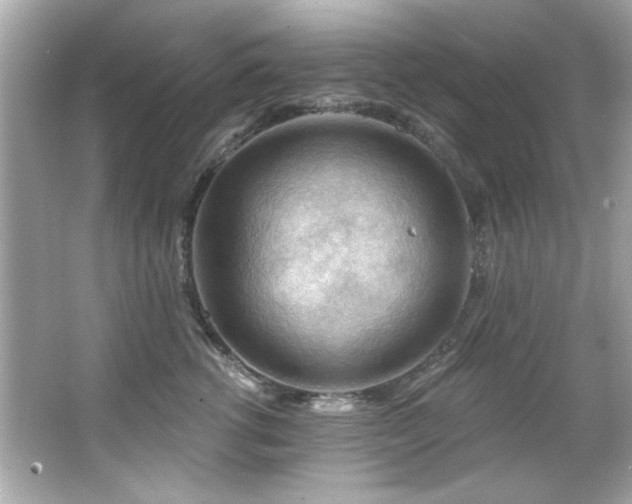 X0000066090762200603101206