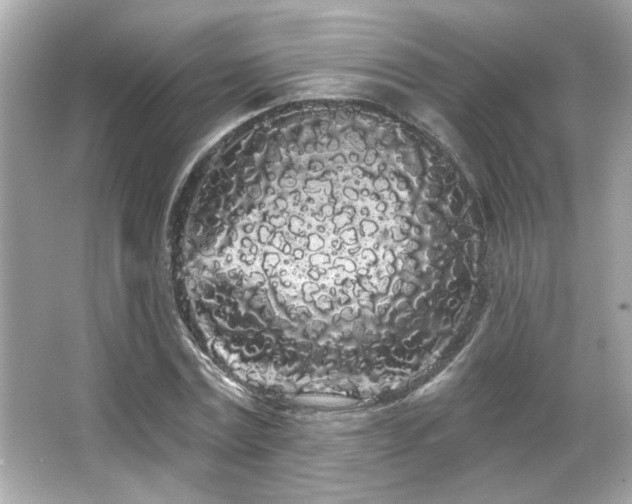 X0000066090779200603101205