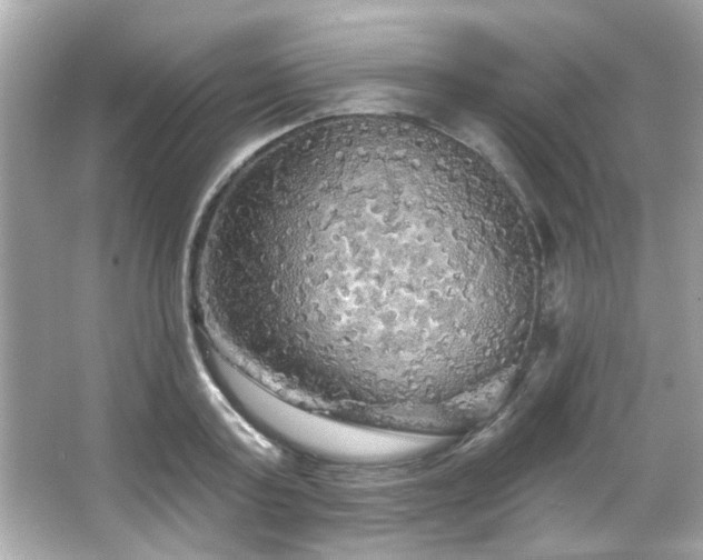 X0000066090795200603101205