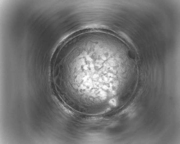 X0000066090831200603101204