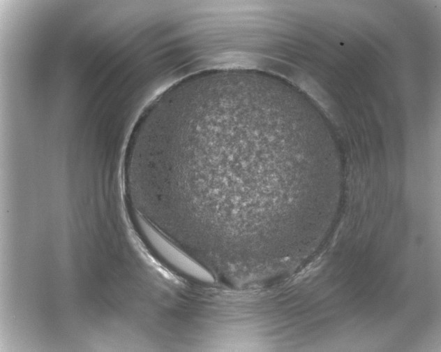 X0000066090840200603101204