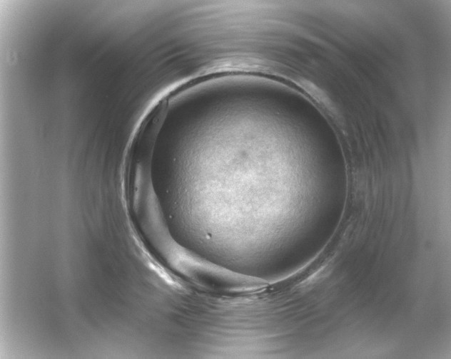 X0000066090846200603101204