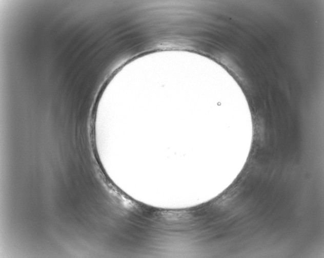 X0000066090856200603101204