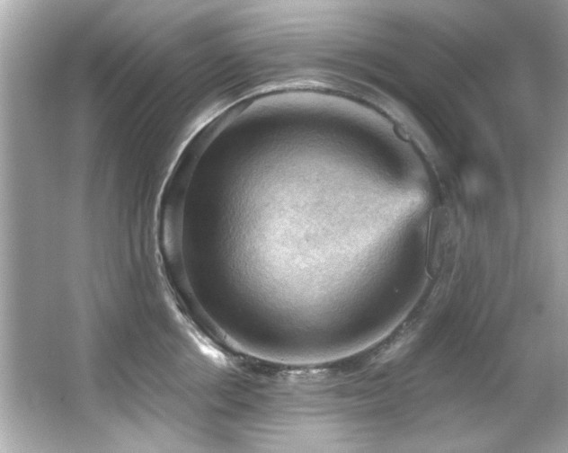 X0000066090858200603101204