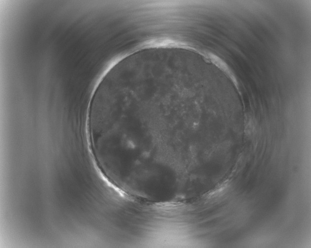 X0000066090863200603101204