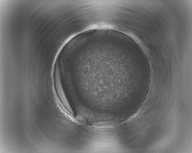 X0000066090864200603101204