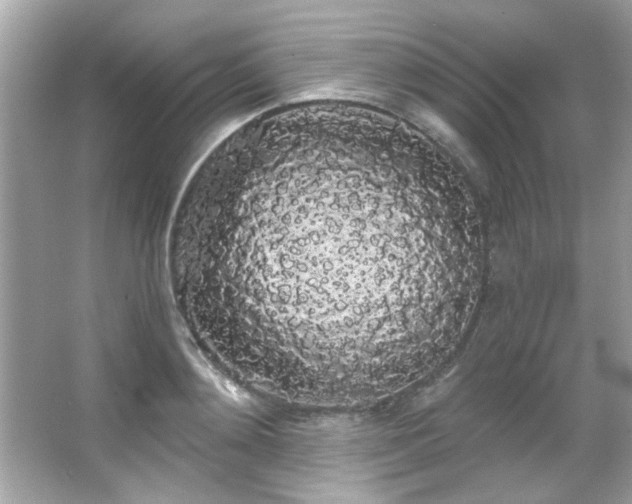 X0000066090892200603101203