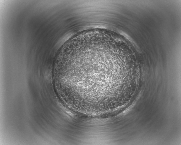 X0000066090977200603101202