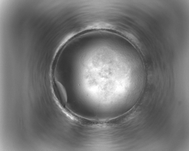 X0000066090990200603101201