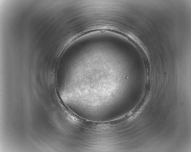 X0000066090993200603101201