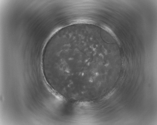 X0000066091043200603101201