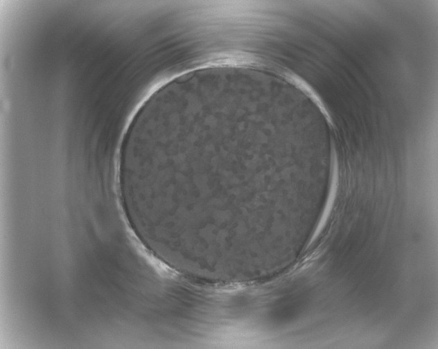 X0000066091099200603101159