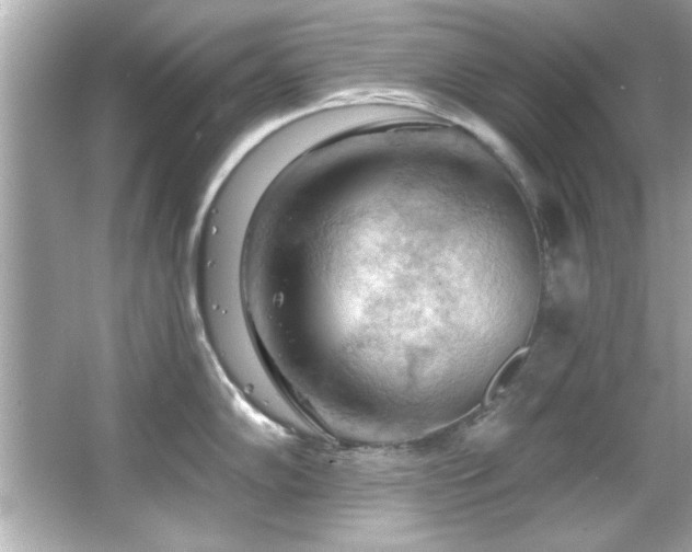 X0000066091102200603101159