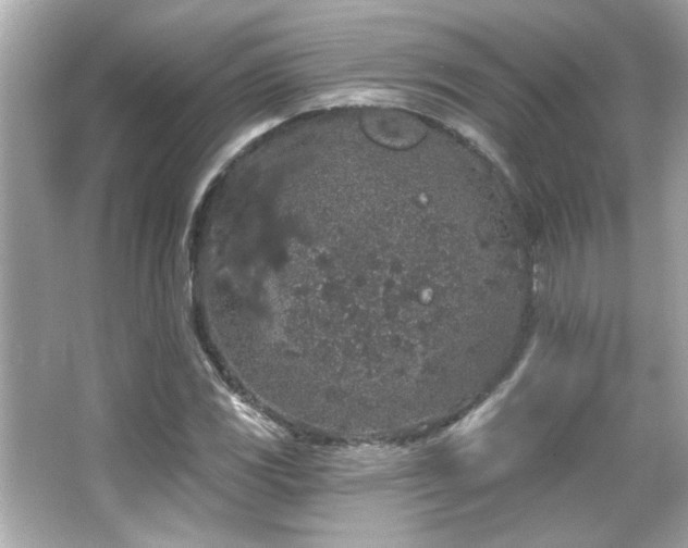 X0000066091117200603101159